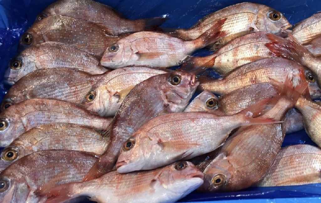 【中古】沖縄舟状海盆及び周辺海域の魚類〈2〉?大陸棚斜面未利用資源精密調査 (1985年) 沖ノ鳥島の北方の大陸棚・四国海盆海域に設置された中国のブイについて