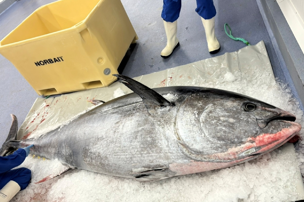 注目＞ノルウェーのクロマグロは平均270キロ、巨大マグロが獲れる理由