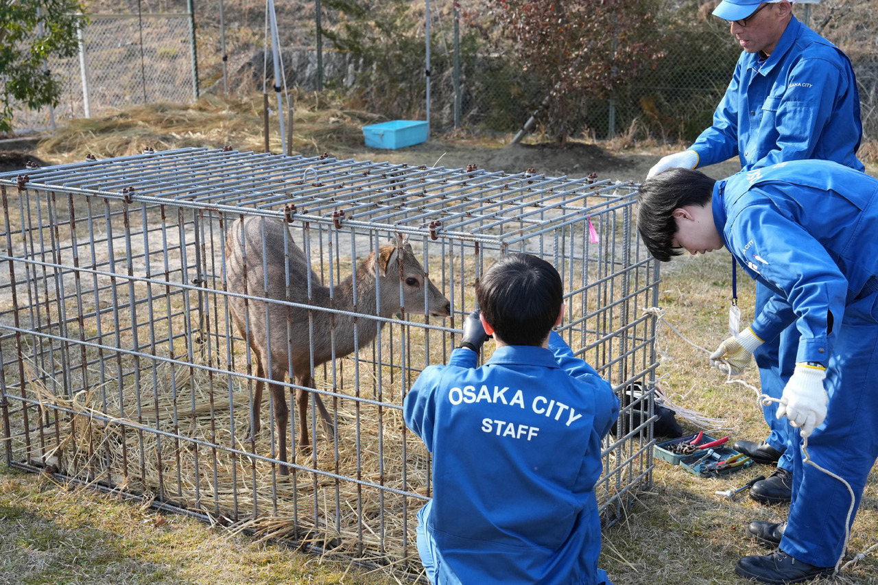 奈良のシカが大阪に出没？シカに「県境」は分からない！「奈良公園を出