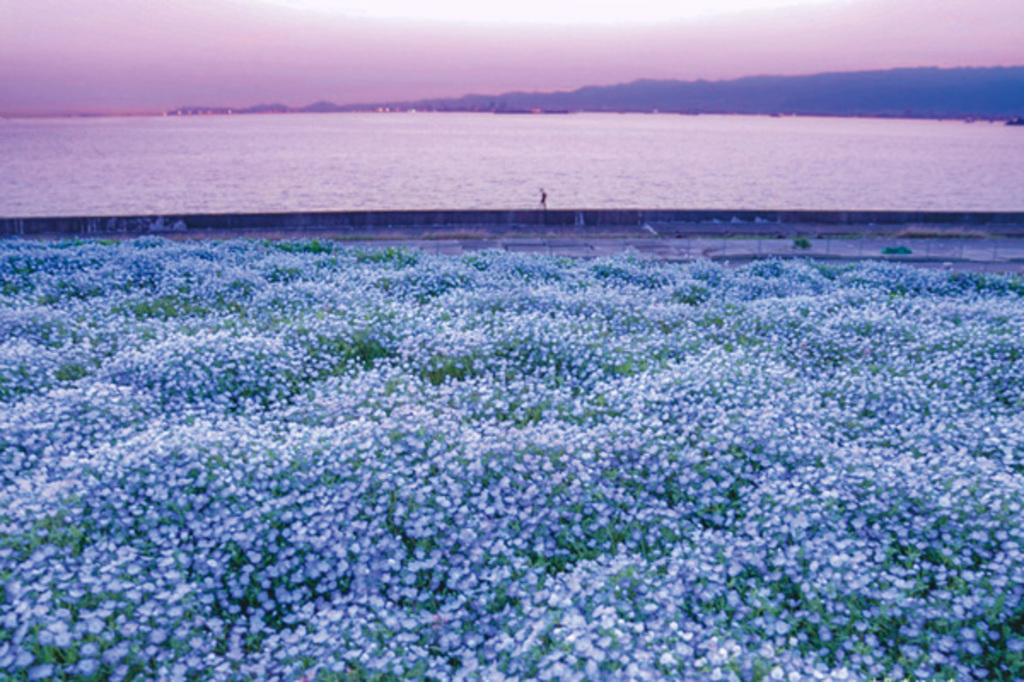 空・海・花の三重奏～ ネモフィラ祭り 2020 ―― 丘一面に咲き誇る約100