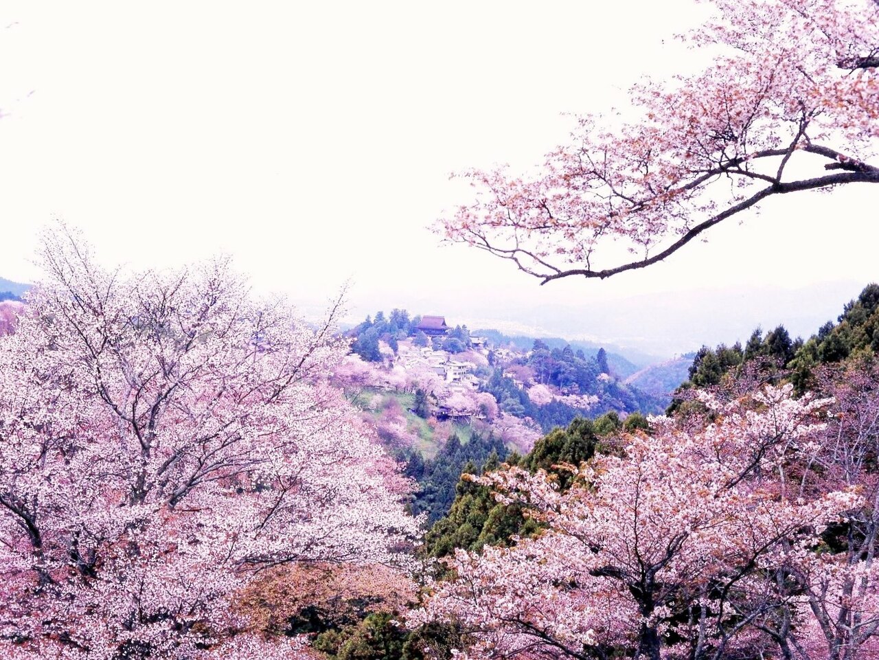 吉野山の桜を買い取り:文化財保全に尽力 山林王・土倉庄三郎の足跡③