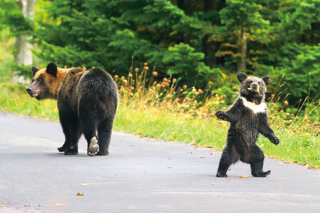 令和のクマ騒動が人間に問うていること：Wedge ONLINE(ウェッジ