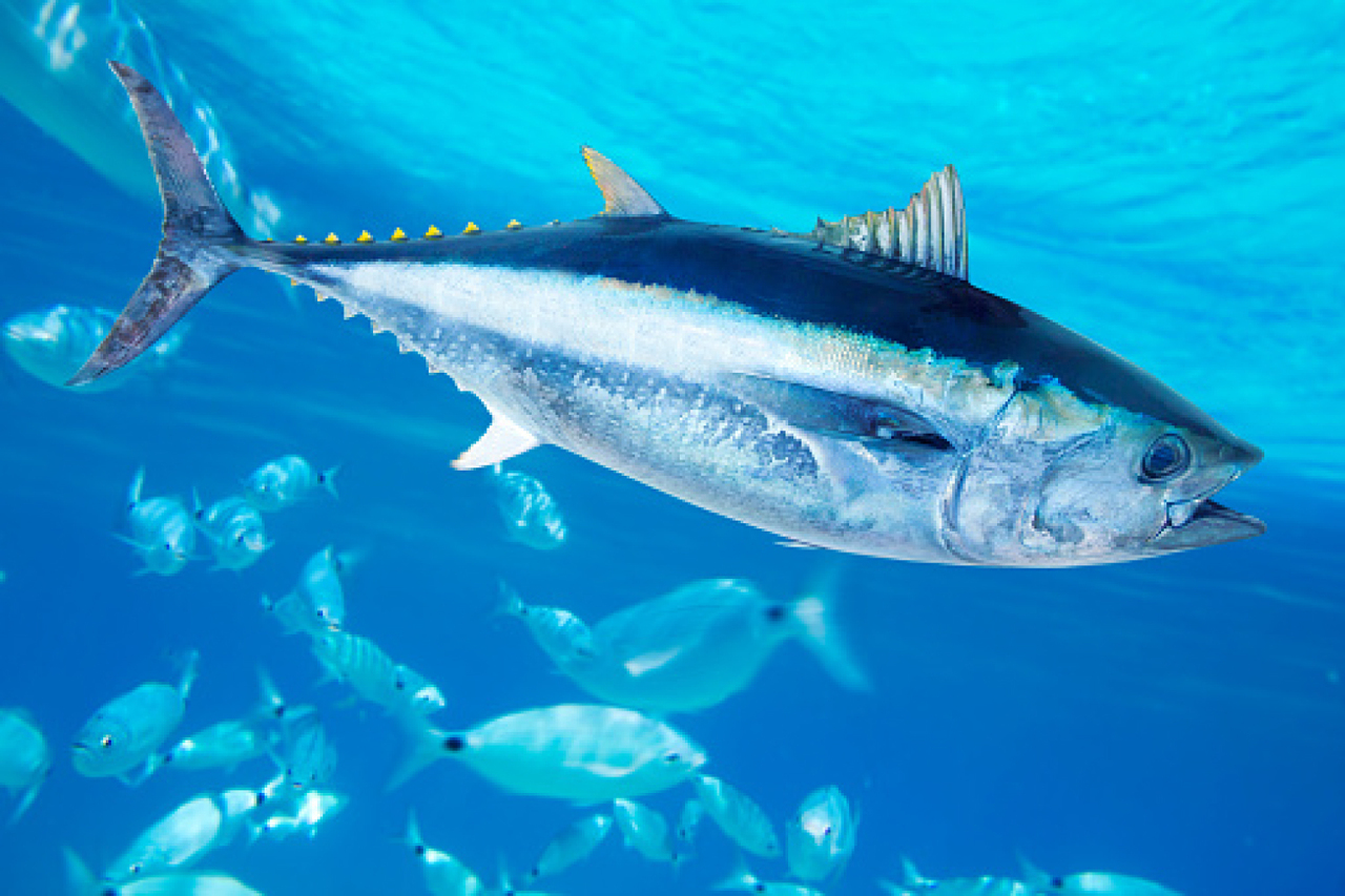 気仙沼港に100キロのクロマグロが出現！〉地元からも「こんなこと、100