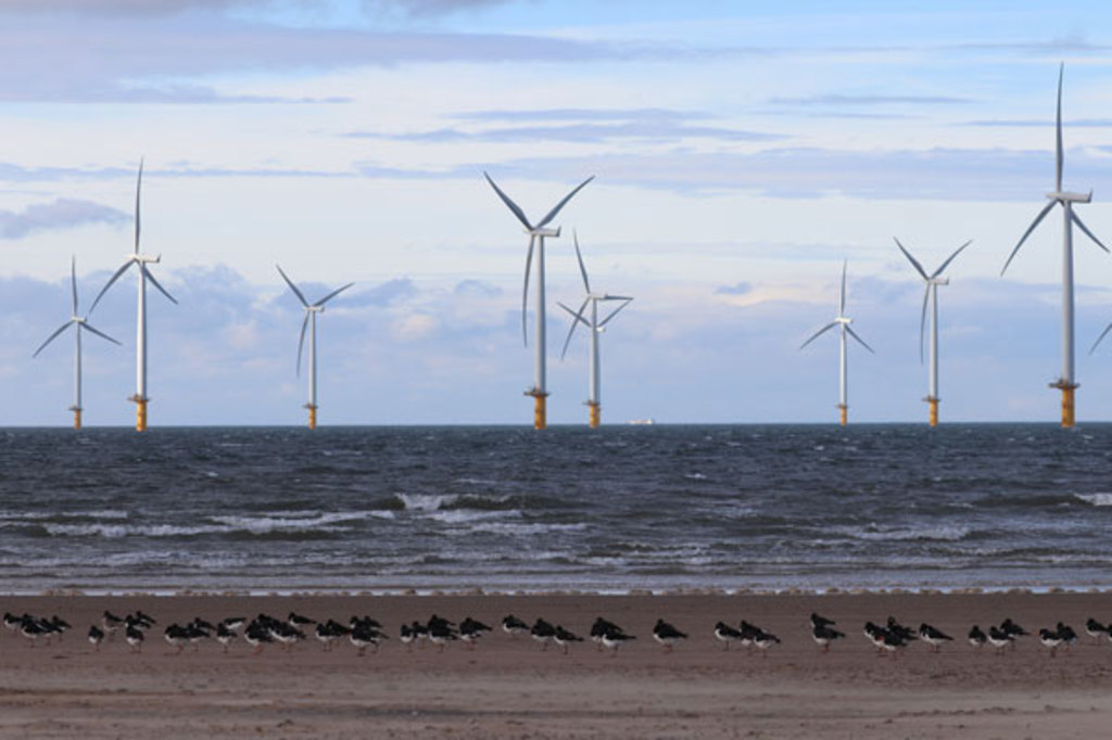 活況の洋上風力発電に潜む生態系リスクとは 導入先進国の英国 活況の洋上風力発電に潜む生態系リスクとは 導入先進国の英国