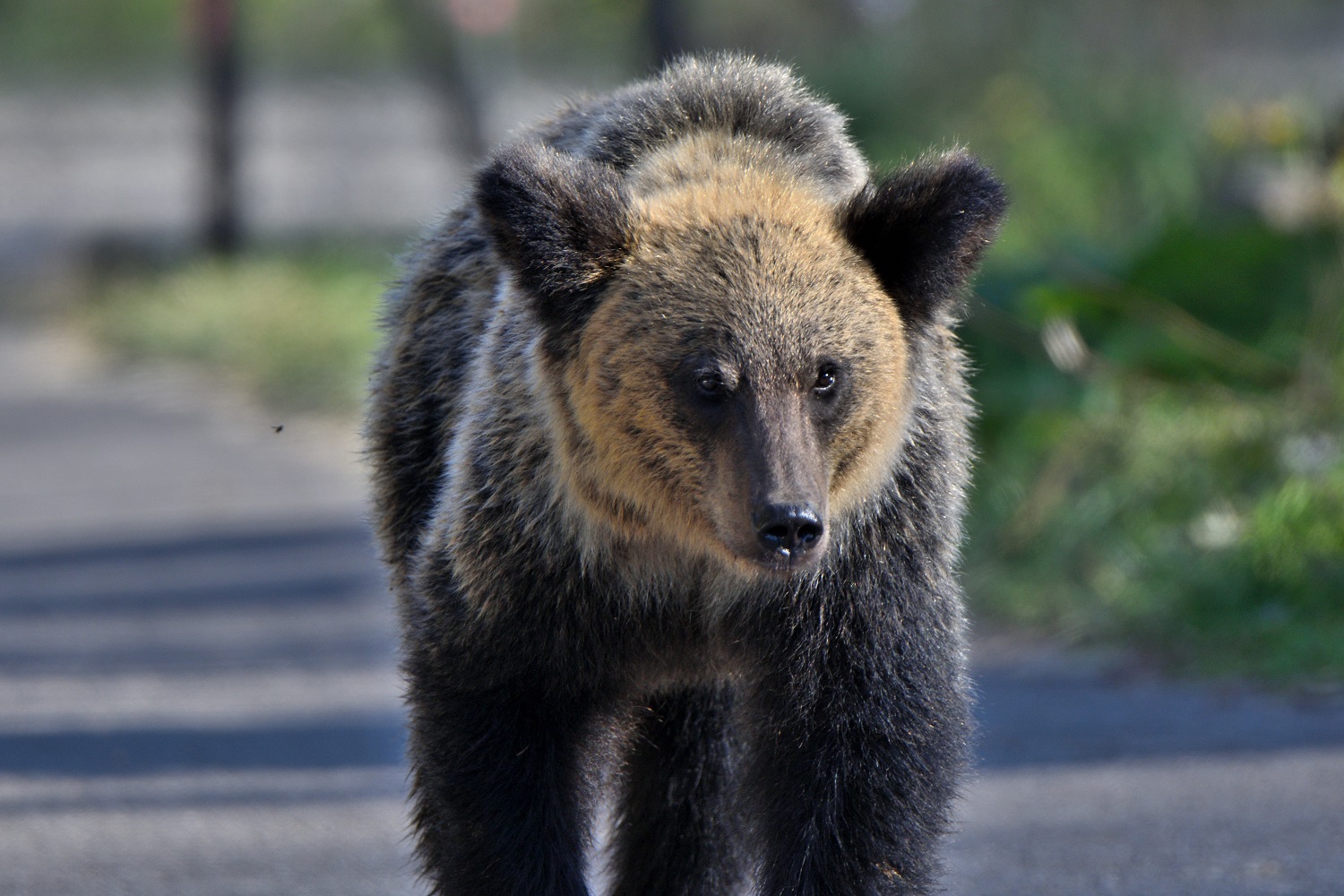 天然！日本鹿の毛皮 地走り