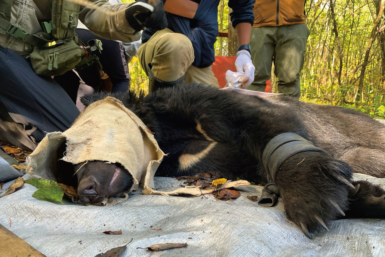 マッスルクマ※交渉前にプロフ一読 マッスルクマ※交渉前にプロフ一読様専用 - メルカリ