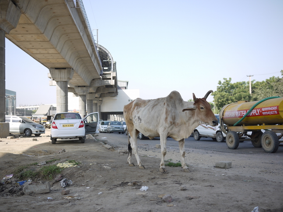 インドを揺るがす 牛肉のジハード モディ政権下で台頭するヒンドゥー原理主義者たちがインドの国是を破壊する Wedge Infinity ウェッジ