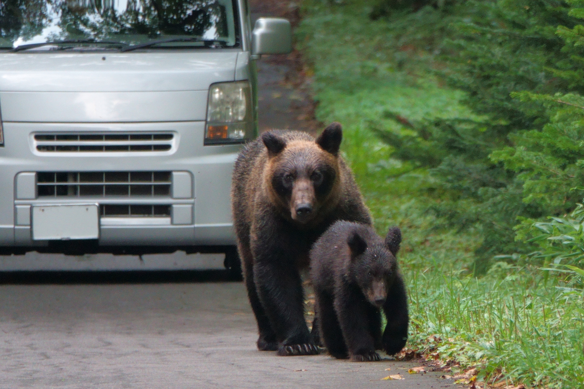 〈クマ被害の最も多い都道府県は？〉被害ゼロの地域も、データで見る実態とその背景 Wedge ON…