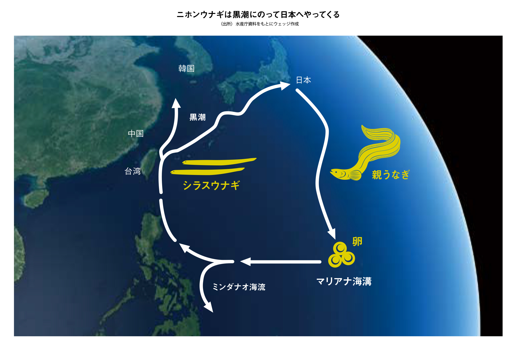 土用の丑の日はいらない ウナギ密輸の実態を暴く Wedge Infinity ウェッジ