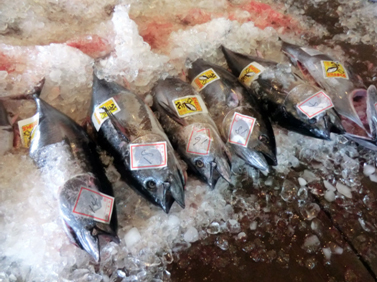 クロマグロも崖っぷち 水産庁 メジマグロ食べないで のワケ Wedge Infinity ウェッジ