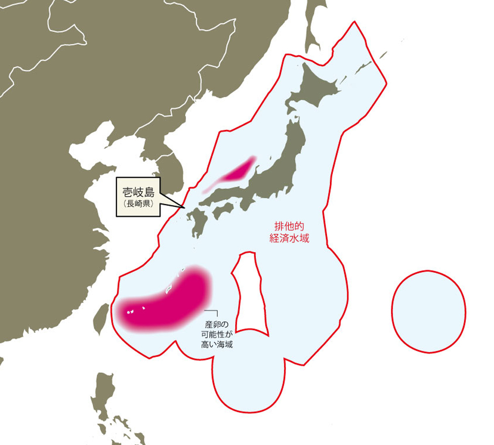 絶滅危惧のクロマグロ 産卵場の漁獲規制を急げ 今年が資源回復のラストチャンス Wedge Infinity ウェッジ