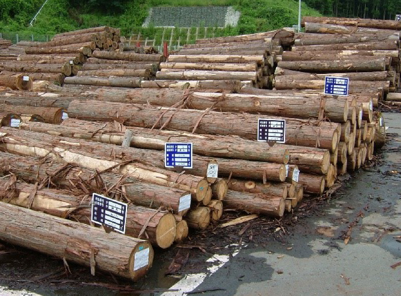 値段応相談 カーリータモ 神代木 1000年以上前の木材 判ら