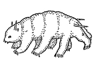 小さな怪物 クマムシに魅せられて 前篇 生物学者 鈴木忠 Wedge Infinity ウェッジ