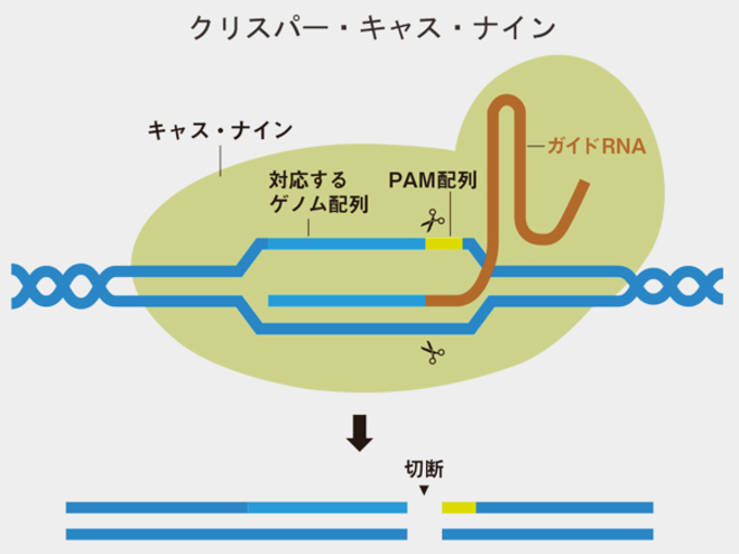 遺伝子治療の最前線 クリスパー キャス9の衝撃 人間は神に近づくのか Wedge Infinity ウェッジ