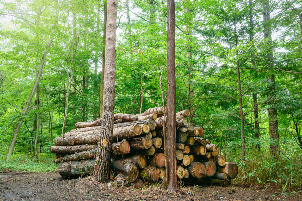 林業家はいかに間伐するのか 理論的に見る 【第２回】間伐から見る日本 