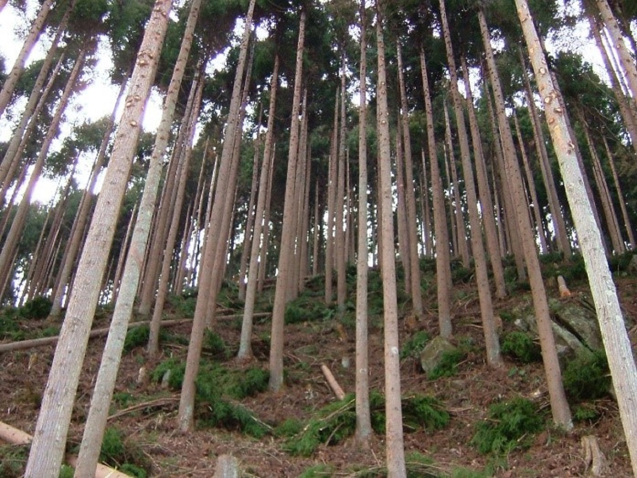 実は多彩な間伐の方法 その特徴を一挙解説 【第3回】間伐から見る日本の森林・林業の世界 Wedge ONLINE(ウェッジ・オンライン)