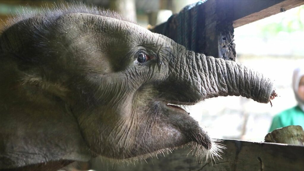 赤ちゃんゾウ 密猟のわなで鼻半分失い死ぬ インドネシア Wedge Online ウェッジ オンライン 赤ちゃんゾウ 密猟のわなで鼻半分失い死ぬ インドネシア Wedge Online ウェッジ オンライン