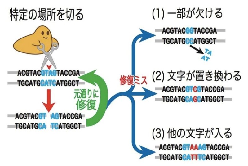 誤解がいっぱい ゲノム編集食品の安全性と表示を解説する Wedge Infinity ウェッジ