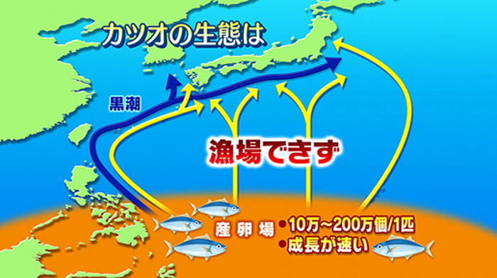 減り続けるカツオに日本の一本釣り船の苦悩は続く 太平洋クロマグロの資源は日本次第 Wedge Infinity ウェッジ