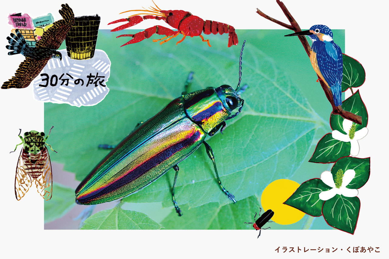 なぜ東京にあの虫が？】昆虫界のスーパースターが都心に増えている理由