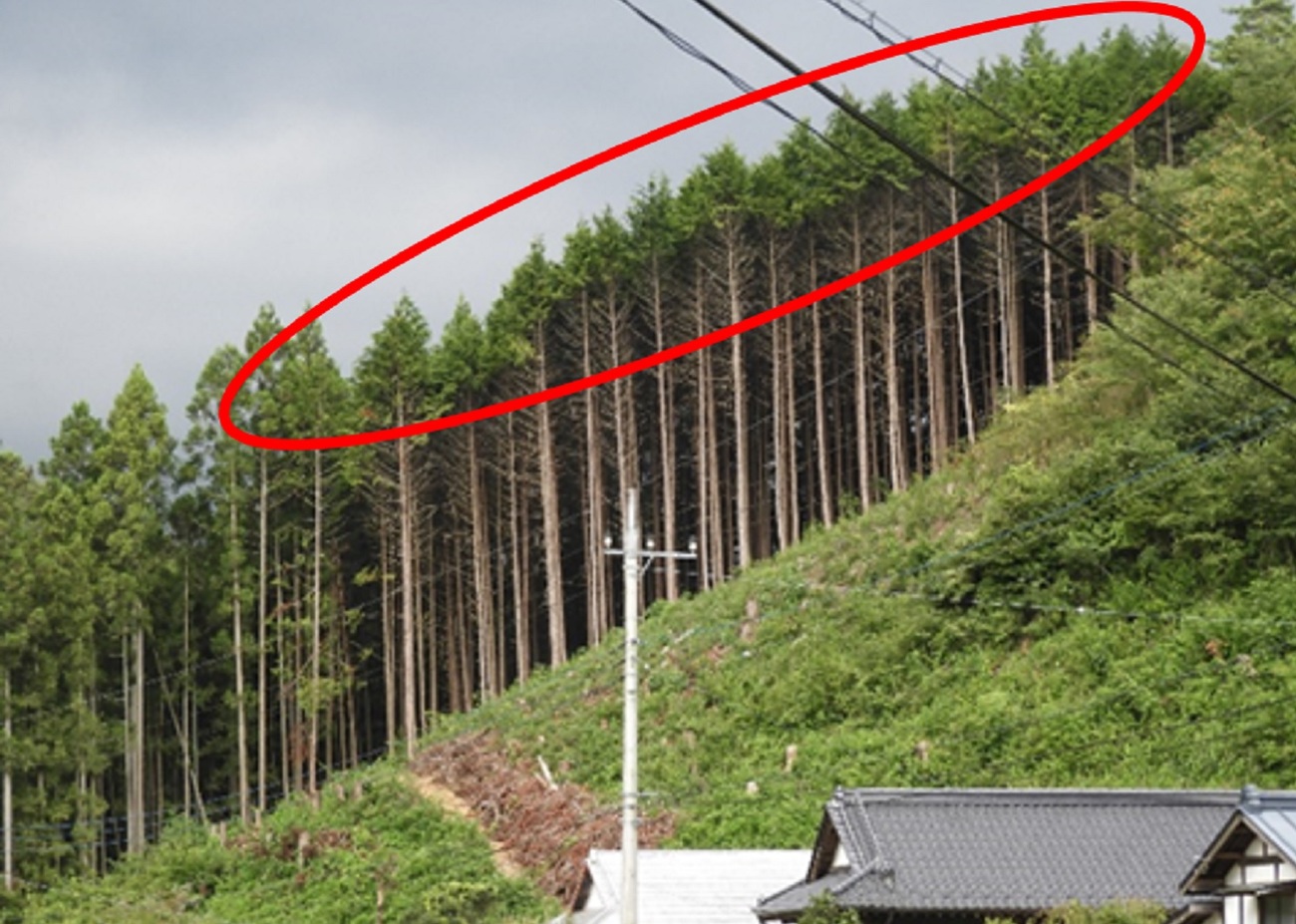 実は多彩な間伐の方法 その特徴を一挙解説 【第3回】間伐から見る日本の森林・林業の世界 Wedge ONLINE(ウェッジ・オンライン)