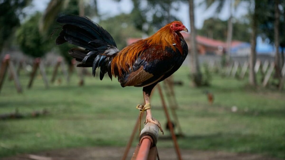 インドで違法の闘鶏、自分の鶏に刺されて男性死亡 - WEDGE Infinity