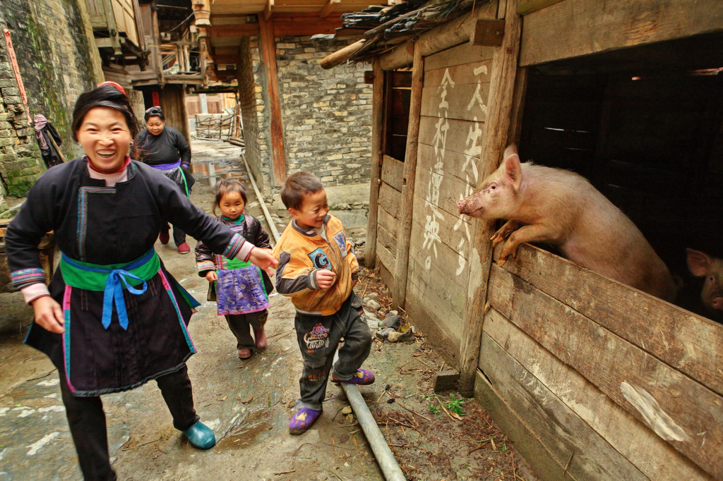 えっ!?ビルの中で？中国・養豚業界に起きている「革命」、最新技術で超えた“しがらみ”、「養豚ビル」の実力、中国農業の近未来