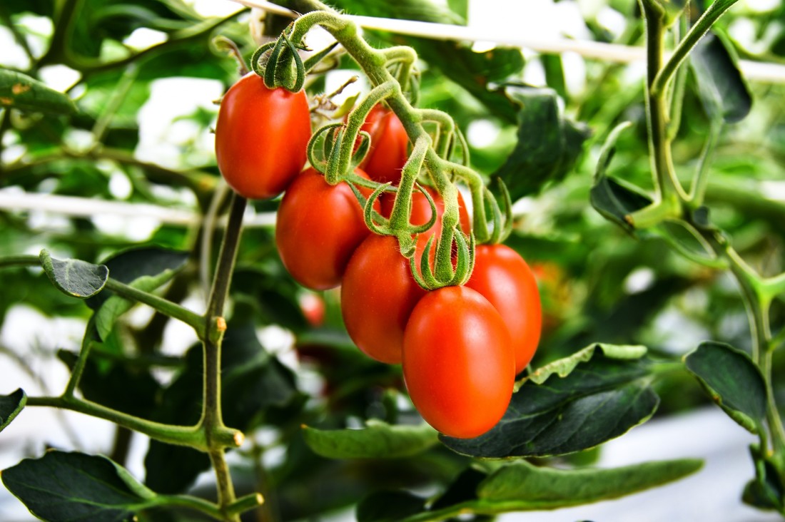 商用化へ進むゲノム編集 Gaba高蓄積トマト 一挙解説 21年は 家庭菜園向けに苗を無料配布 Wedge Infinity ウェッジ